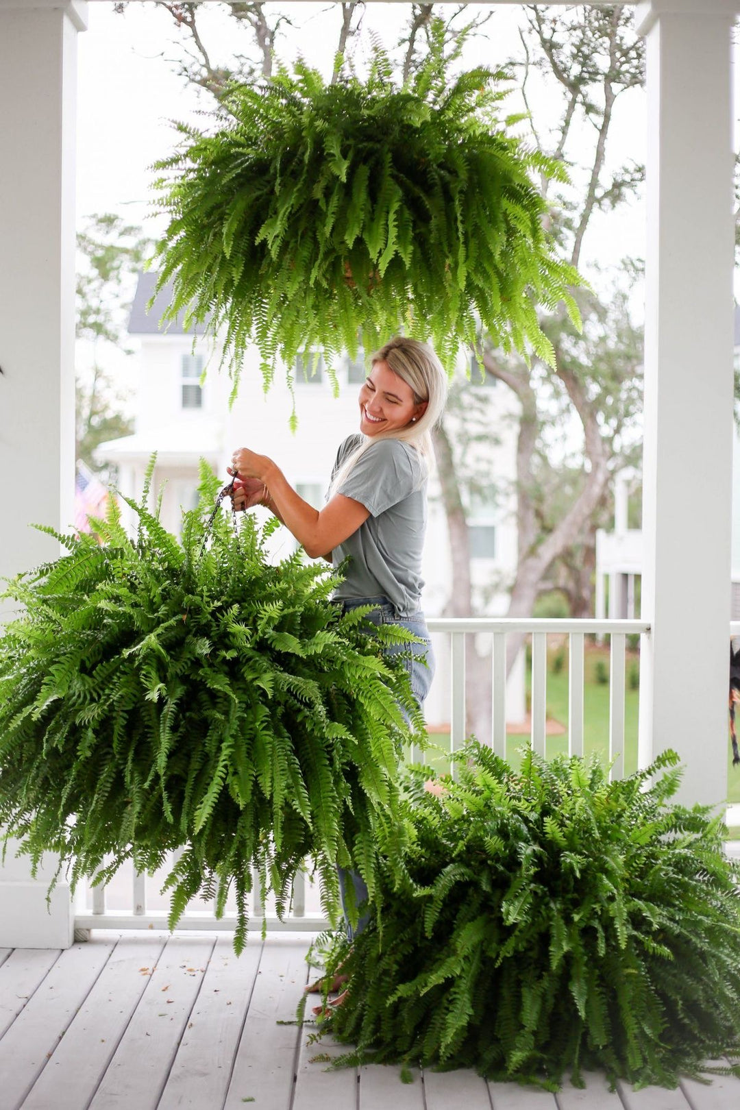 Keep Your Ferns Thriving Year-Round: Winter Care Tips & Dividing Techniques